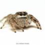 wiki:spider.256.jpg